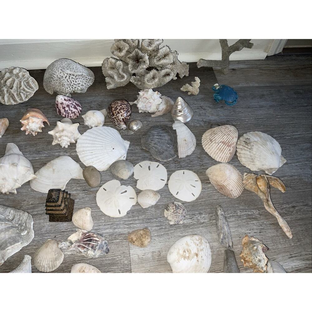NATURAL CORAL & SEASHELL 40+ PIECE NATURE OCEAN COLLECTION - Picture 4 of 7